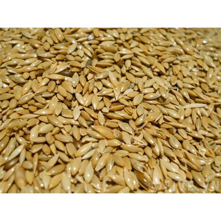 hạt láng dài - láng yến - láng chim - thóc chim 1kg cho yến hót