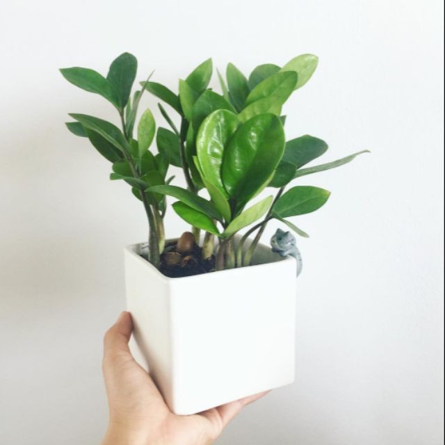 Cây kim tiền MIX CHẬU để bàn