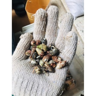 Hermit crab rugos nhân tạo baby