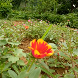 2 Cành Hoa Sam Đơn Các Màu Mới