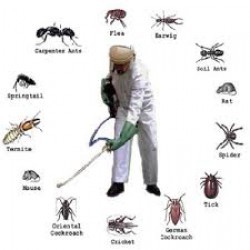 (Tặng 01 Bình Xịt) Combo 5 gói FENDONA 10SC BASF ĐỨC diệt muỗi, gián, kiến, ruồi, bọ chét, kiến ba khoang (1 gói 5ml)