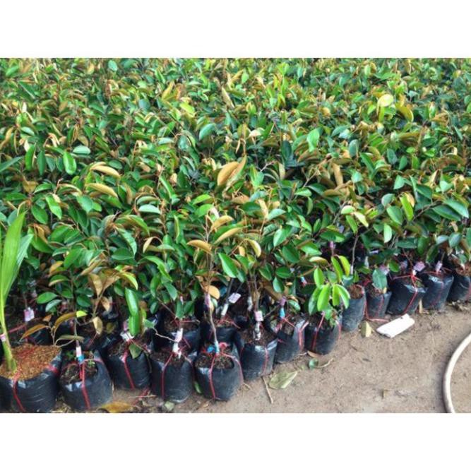 CÂY GIỐNG VÚ SỮA TÍM (LÒ RÈN)