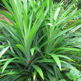 COMBO 2 CÂY LÁ NÊP (LÁ DỨA) THƠM 39K