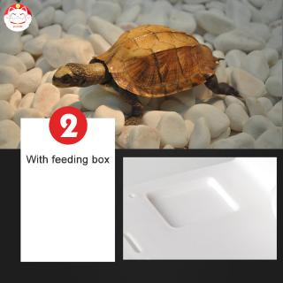 Bệ nằm trang trí bể nuôi rùa/bò sát