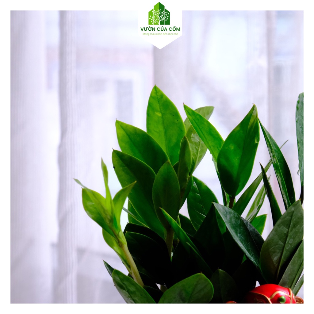 Tiểu cảnh cây kim tiền để bàn kết hợp cùng chậu sứ trắng và ông thần tài . Món quà tặng ý nghĩa .