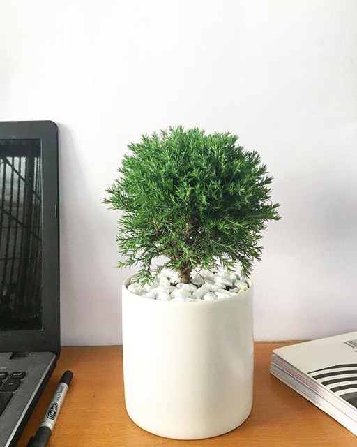 Cây Tùng Bồng Lai mini để bàn [Chậu nhựa]