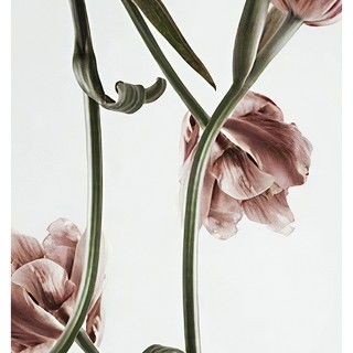 Bộ 3 Tranh Canvas Hoa Tulip