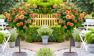 Hạt giống Hồng thân gỗ