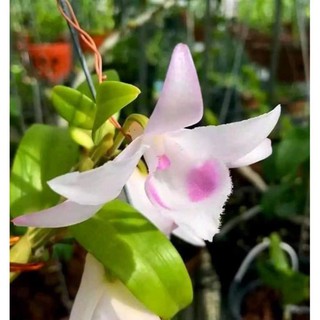Lan Phi Điệp 🍀FREESHIP🍀 Hồng Yên Thủy [ Ươm Kie ]