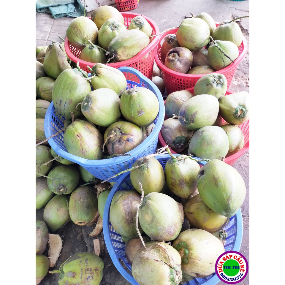 DỪA SÁP LOẠI 2 TRÁI LỚN