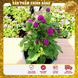 Hạt Giống Hoa Cúc Bách Nhật Mix(100 hạt)