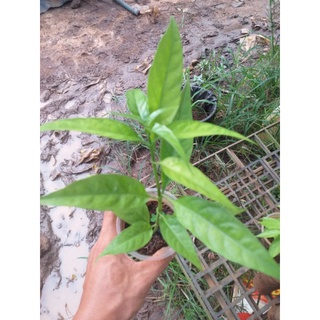 Hoàn ngọc trắng