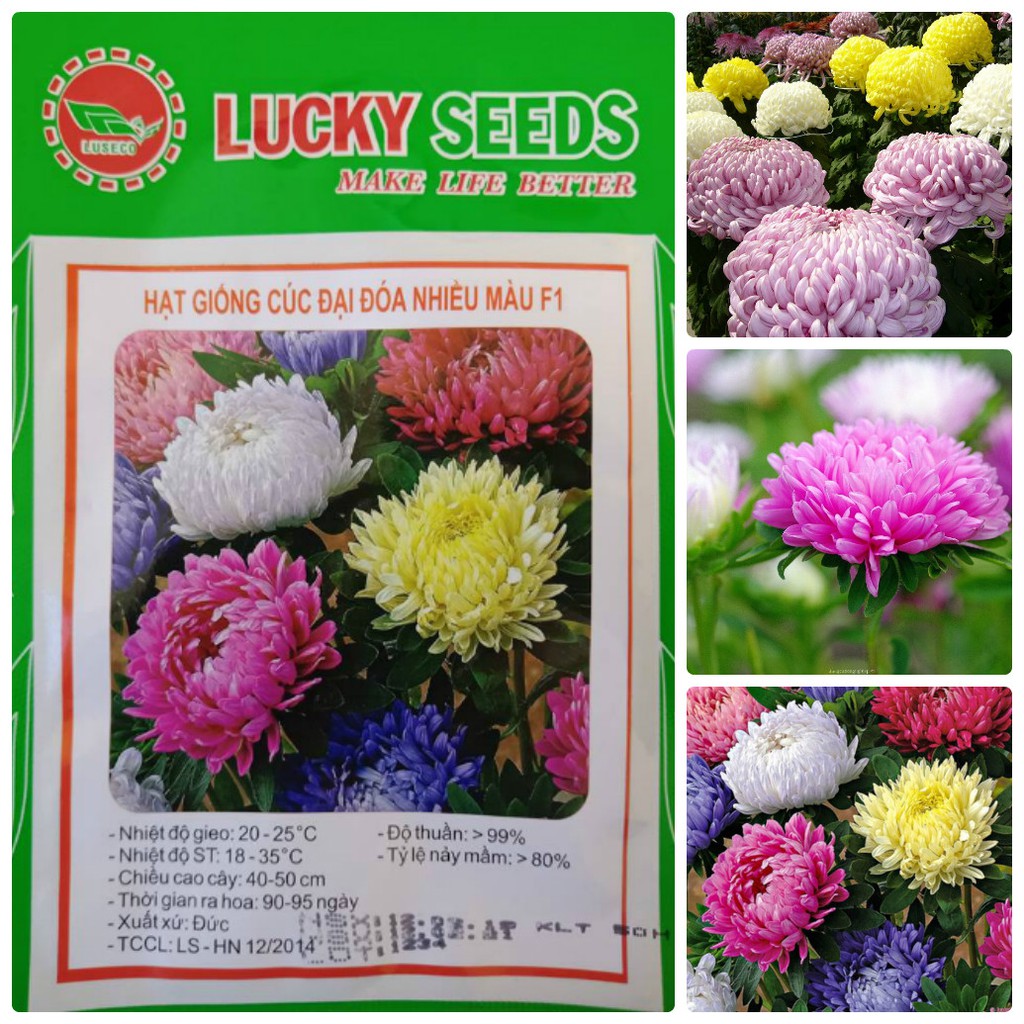 Hạt giống hoa cúc đại đóa nhiều màu LUCKY SEEDS - 50 hạt