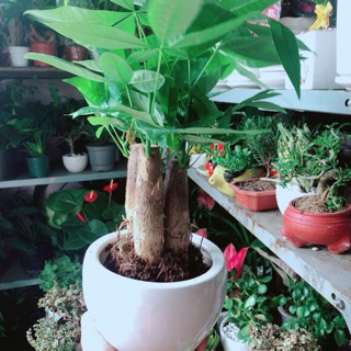 Chậu cây kim ngân 3 thân