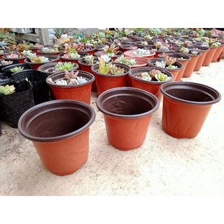 Chậu nhựa 10cm - NeyuhGarden