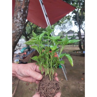 combo 5 cây ớt peru trồng 3 tháng có quả