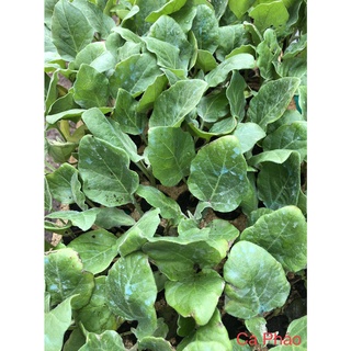 Cây giống Cà Pháo trắng (Chỉ giao hỏa tốc TPHCM)