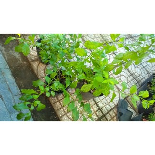 Cây chuỗi ngọc hoa tím