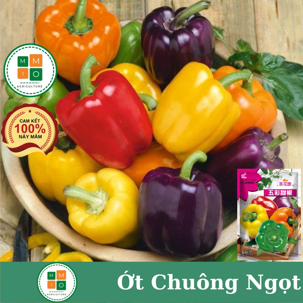 Hạt giống ớt chuông, ớt ngọt ngũ sắc