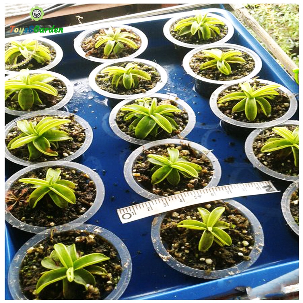 Cây Bắt Mồi Cây Ăn Thịt Cỏ Bơ Chuyên Bắt Ruồi Muỗi Kiến Pinguicula primuliflora Bẫy Keo Dính Côn Trùng Dễ Trồng LớnNhanh
