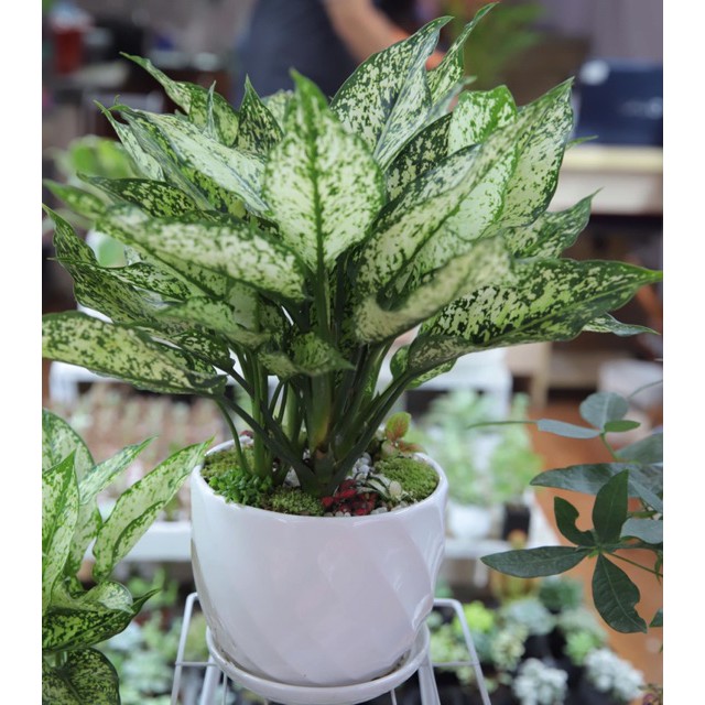 Cây phú quý(lá màu)-cây ngọc ngân(lá trắng)