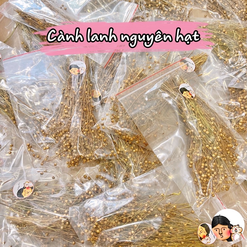 Cành lanh nguyên hạt dành cho Hamster