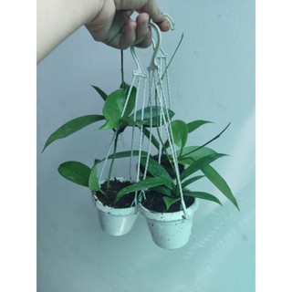 Lan cẩm cù đủ màu