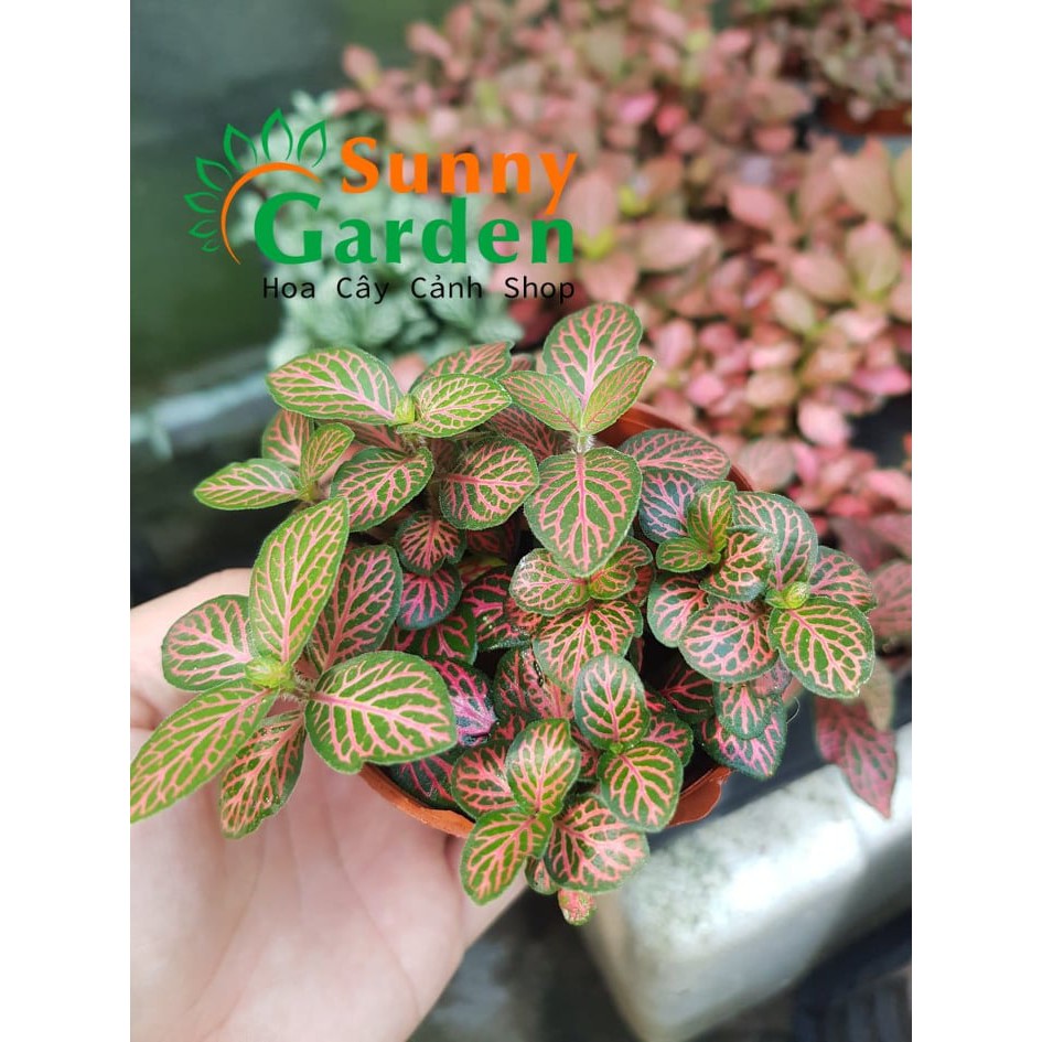 Cây Cẩm Nhung Fittonia - Sọc Trắng, Sọc Xanh, Sọc Hồng