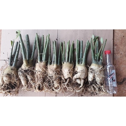 3 củ sứ 60k