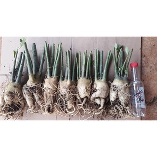 3 củ sứ 60k