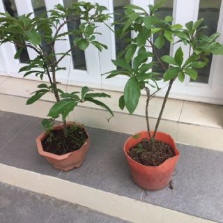 Cây lộc vừng lá nhỏ