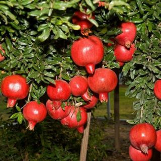 Cây giống lựu đỏ