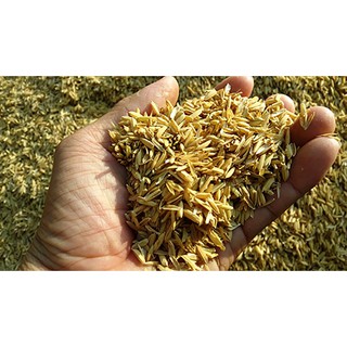 Bao 5 kg vỏ trấu tươi (trấu sống, khô màu vàng)