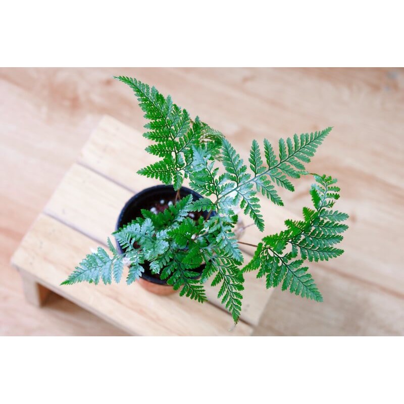 Cây Davallia tyermanii (Rabbit Foot’s Fern, Dương Xỉ Chân Thỏ) chậu nhựa