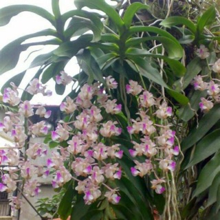 Phong lan quế tháng 4 Điện Biên (giò)