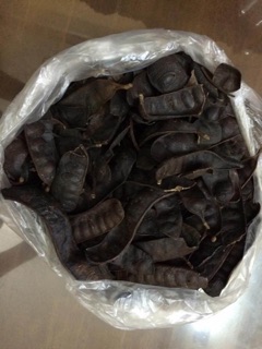 Bồ kết rừng