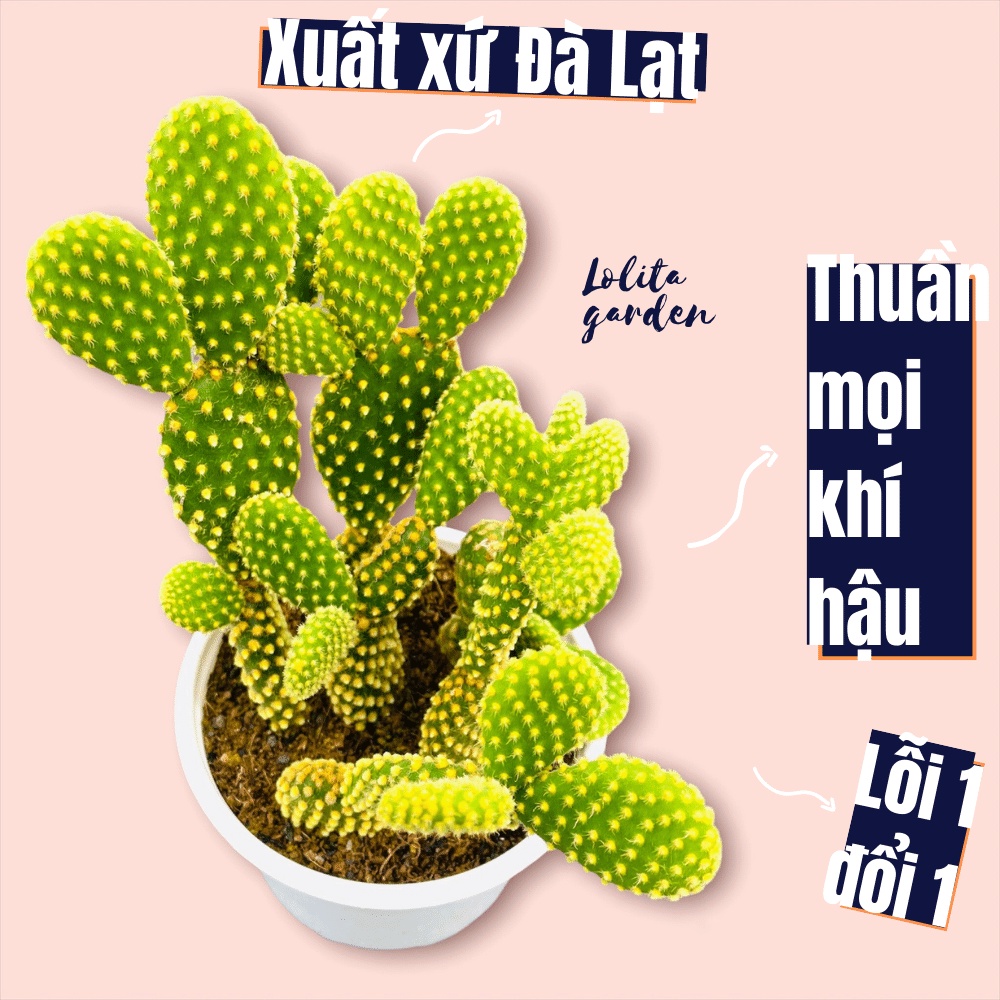 Xương rồng tai thỏ Đà Lạt size trung bình cây cảnh trang trí nhà cửa Lolita garden