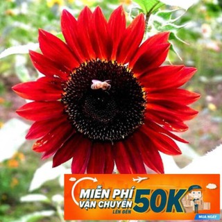 30 Hạt giống hoa Hướng dương đỏ