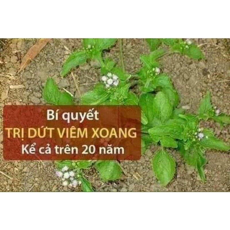 NHỎ MŨI VIÊM XOANG TKH