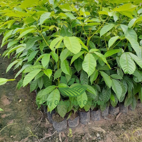 CÂY KÈN HỒNG-FREESHIP TỪ 50K