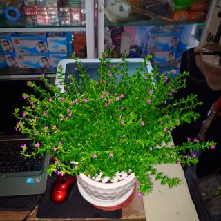 Chậu Cây Hoa Cẩm Tú Mai - C.40cm x BK.40cm - Sản phẩm bán y mẫu chụp