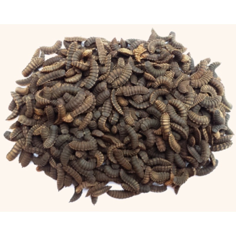 sâu canxi sấy khô
