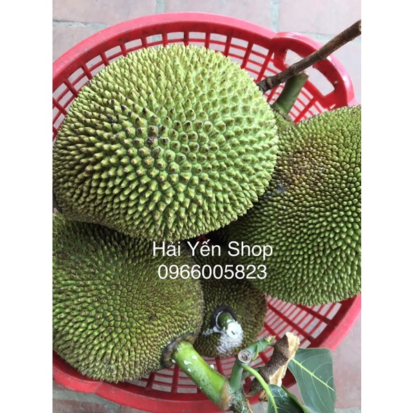 1 quả mít quê 2,8~4,5kg