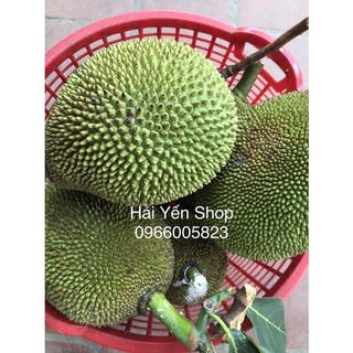 1 quả mít quê 2,8~4,5kg