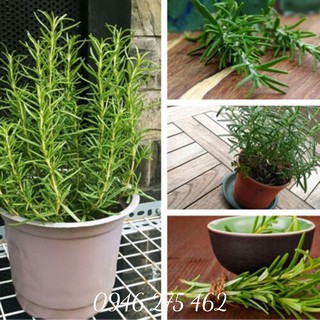 Cây Hương Thảo Cây Xạ Hương – Cây Đuổi Muỗi