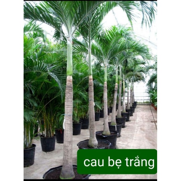 Combo 5 cây cau bẹ trắng cao khoảng nữa mét