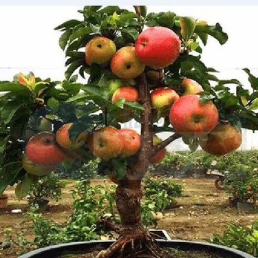 Hạt giống táo lùn đỏ 10 hạt - tặng kèm 3 viên nén ươm hạt - HG1