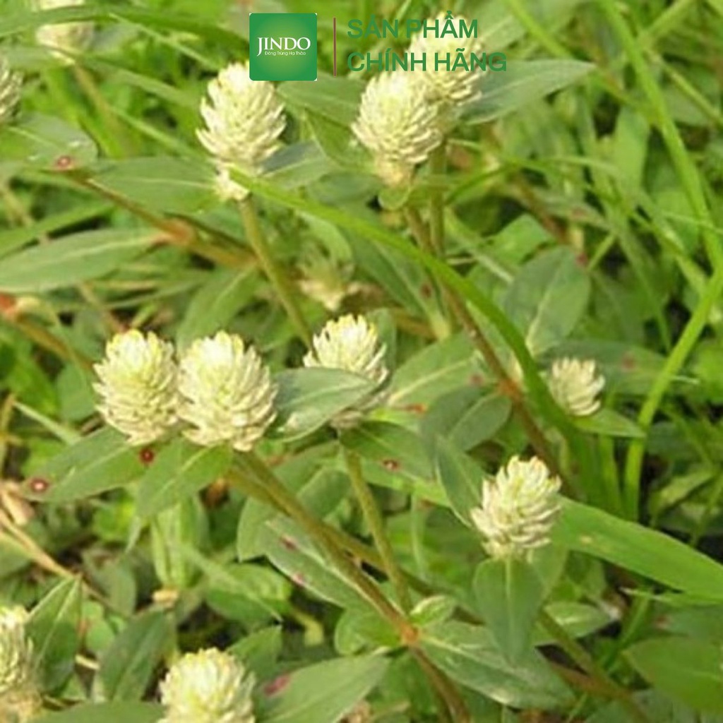 Nở ngày đất khô thượng hạng JINDO 1kg
