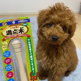 Đồ chơi Xương Gỗ dành cho chó cưng DoggyMan