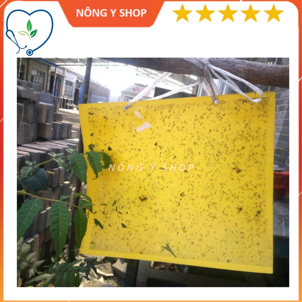 Miếng Dán Bẫy Côn Trùng, ruồi vàng, sâu bọ trong vườn cây 15x20cm, 20x25cm, bẫy ruồi vàng, ruồi đục trái cây